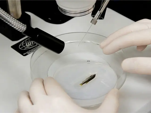 <em>In vivo</em> Electroporation of Morpholinos into the Regenerating Adult Zebrafish Tail Fin