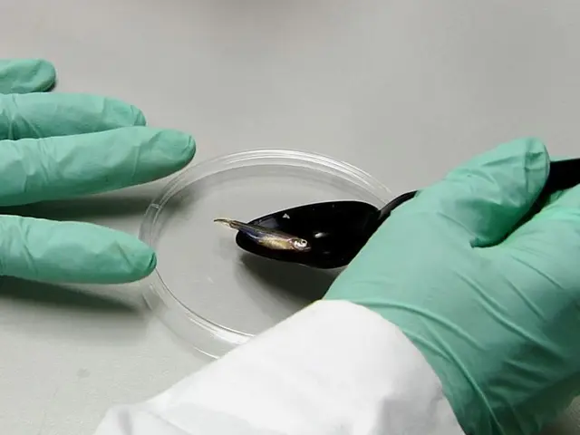 An Assay for Lateral Line Regeneration in Adult Zebrafish