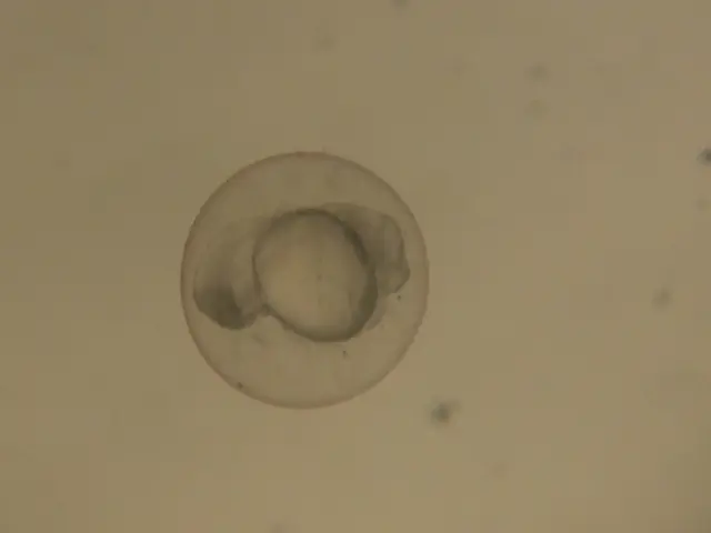 Mechanical Vessel Injury in Zebrafish Embryos
