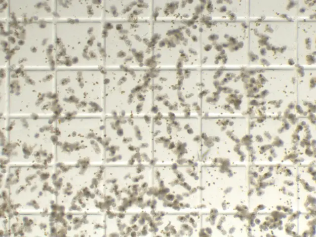 The Complete and Updated "Rotifer Polyculture Method" for Rearing First Feeding Zebrafish