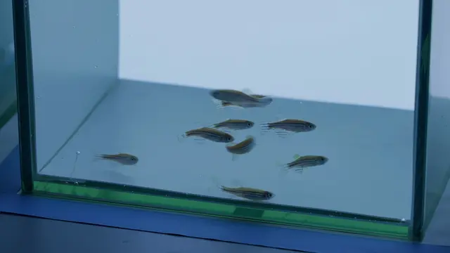 Neurotoxicity Assessment in Adult <em>Danio rerio</em> using a Battery of Behavioral Tests in a Single Tank