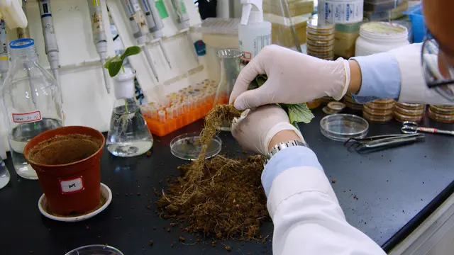An Approach to Constructing Multispecies Biofilm Communities from Rhizosphere Soil