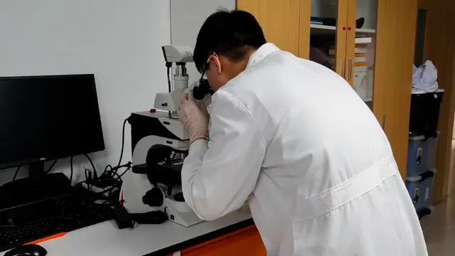 Ein obstruktives Modell der chronischen Pankreatitis, das durch Elektrokoagulation etabliert wurde