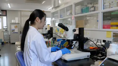 Häufigkeit und Verteilung von Crossovers bei <em>Caenorhabditis elegans</em> Meiose durch SNP-Genotypisierung mittels Real-time PCR