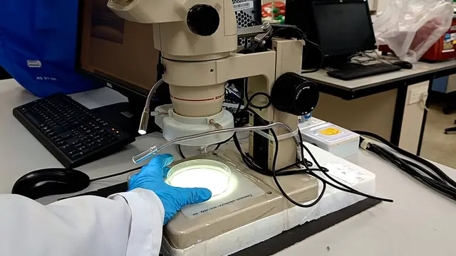 Visualizing the Gatekeeper: Evan's Blue Dye-Based Assessment of Blood-Brain Barrier Permeability in Adult Zebrafish