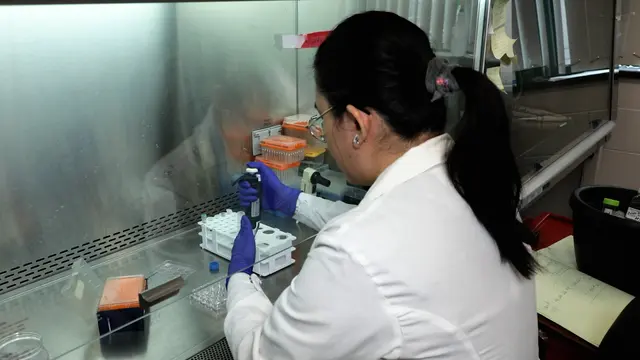 <em>In vitro</em> Resident Memory CD8 T-Zell-Differenzierung mit dem epithelialen Organoid-T-Zell-Kokultursystem