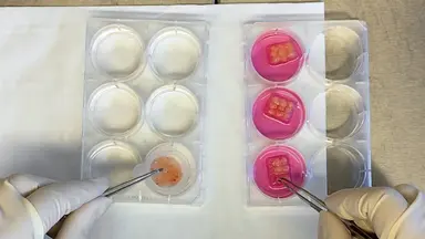 <em>Ex vivo</em> Kultur menschlicher Plazenta-Explants zur Untersuchung der viralen Übertragung über die mütterlich-fetale Grenzfläche