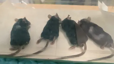 用于胰腺癌小鼠模型中肿瘤测量的多动物磁共振成像