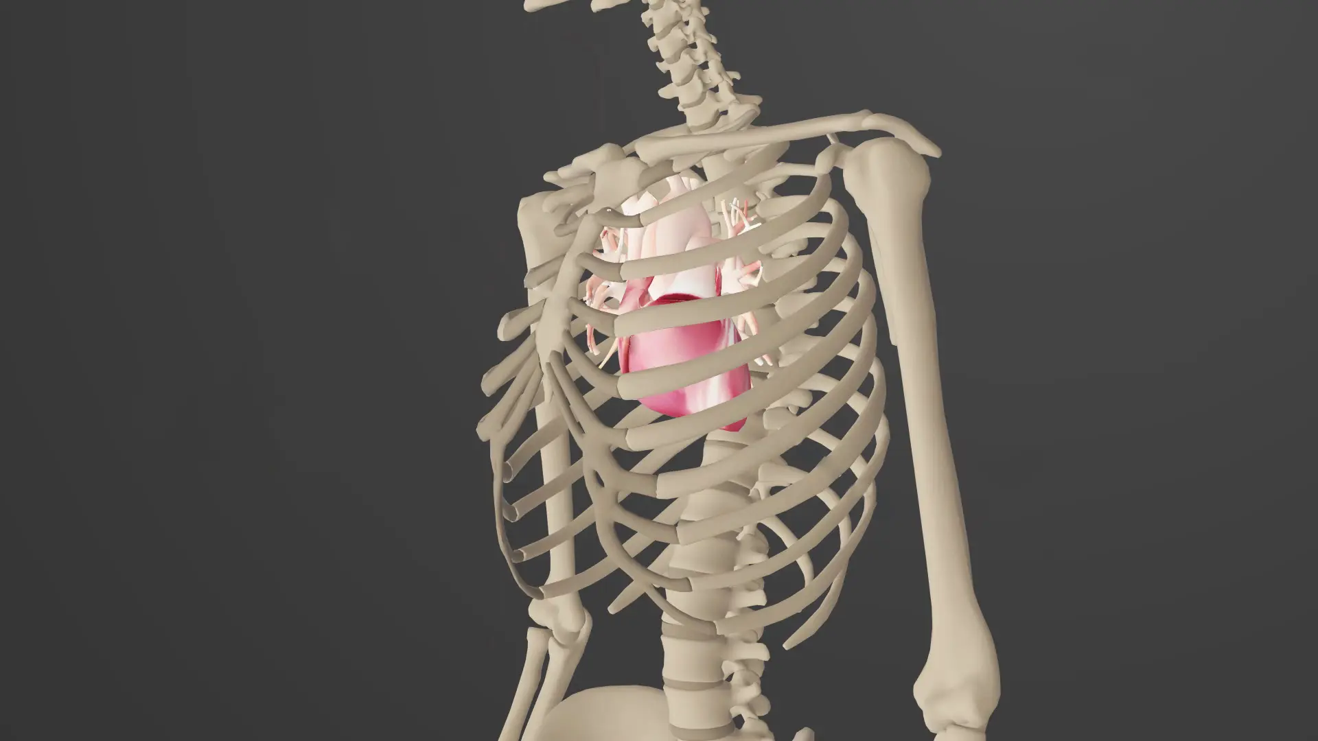 Anatomy and Physiology