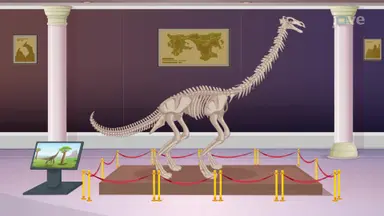 Fossils