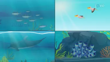Chordates
