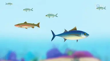 Bony Fish