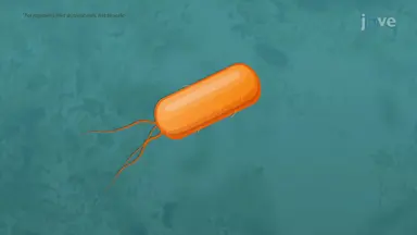 Archaea