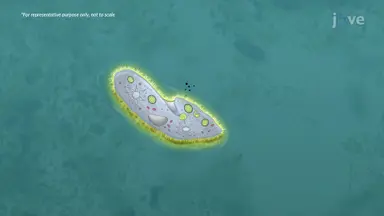 Protozoa