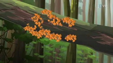 Fungus-like Protists
