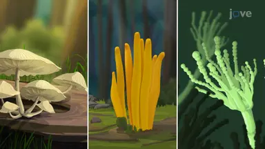 Fungi Classification
