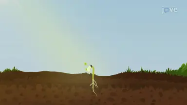 How Do Seeds Sprout and Start to Grow?