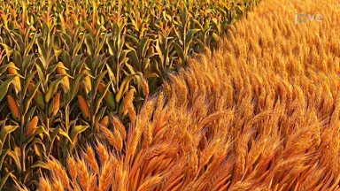 Two Linear Equations in Two Variables: Farming Problem