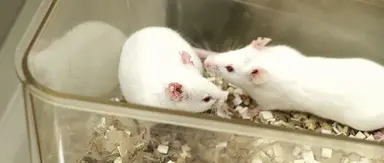 Lab Animal Research