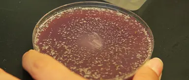 Biology I: Yeast, Drosophila and C. elegans