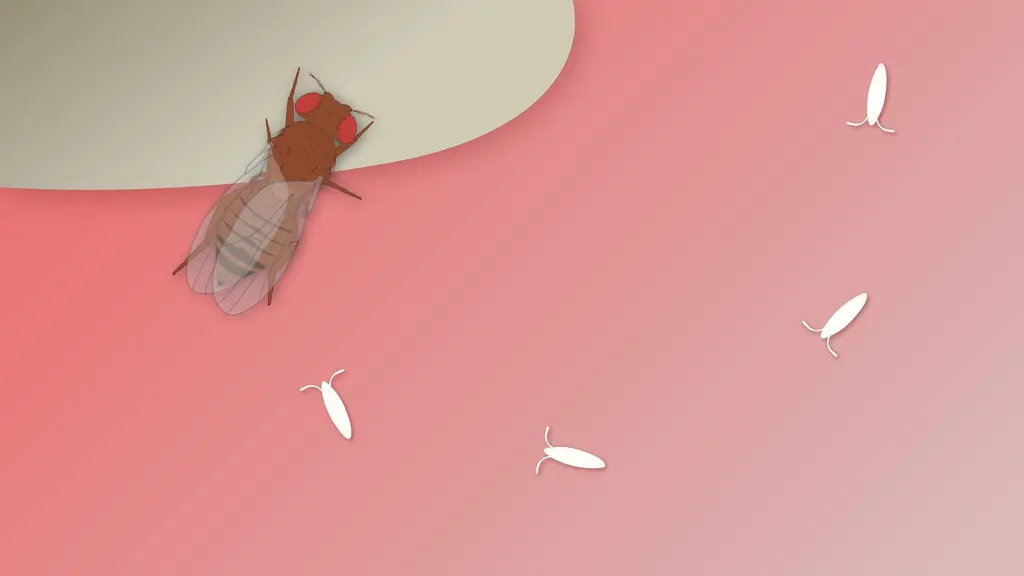 Drosophila melanogaster (fruit fly)