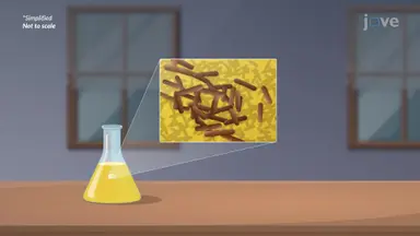 Bacterial Doubling in Exponential Growth