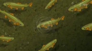 Finding Fish Biomass with Integrals