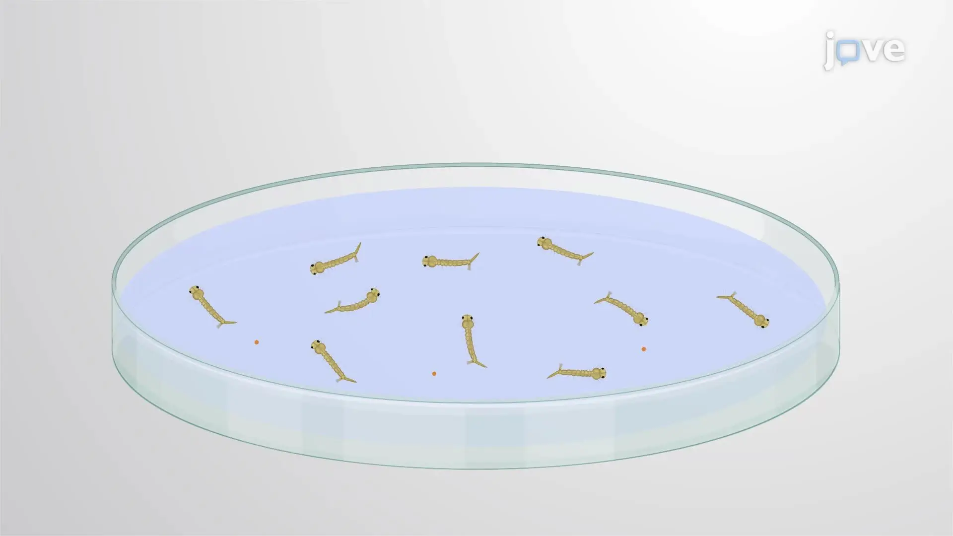 Recombinant Densovirus-Mediated Gene Silencing in Mosquito Larvae