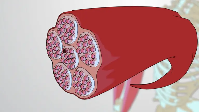 Muscle Fibers, Tendons, and Contraction