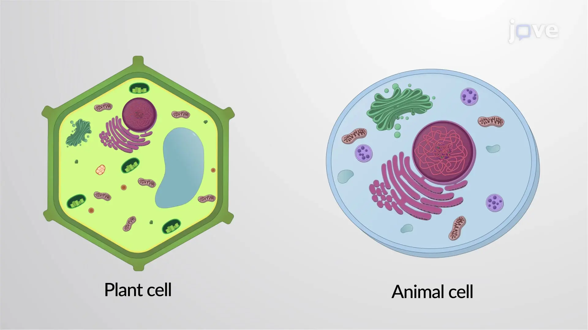 Plant vs Animal Cell Division and Specialization