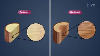 Wood Grain in Softwoods and Hardwoods