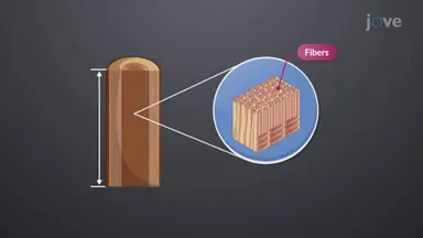 Wood Strength Tests and Lumber Sizes