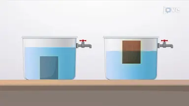 How Buoyancy Keeps Bodies Stable in Water