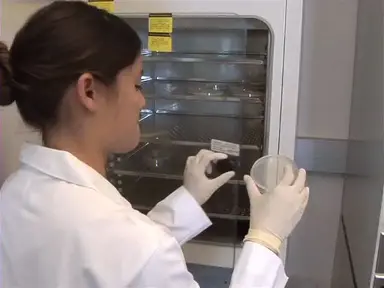 Making Electrocompetent Bacterial Cells
