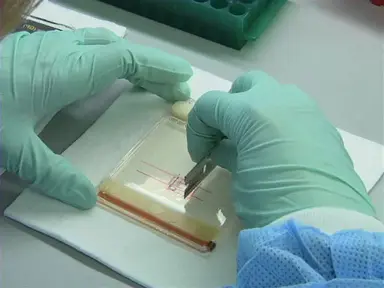 Purifying DNA From Agarose Gels