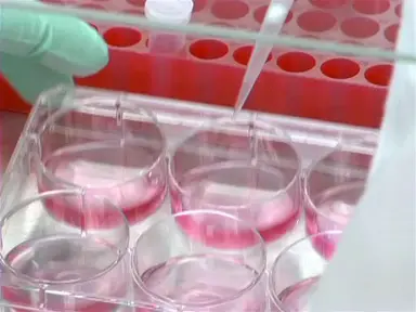 How DNA and RNA Enter Mammalian Cells