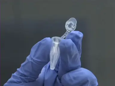 DNA Ligase in Cloning and Repair