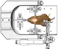 Precise Brain Targeting with a Stereotaxic Frame