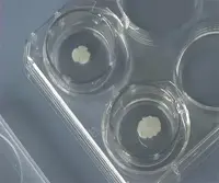 Culturing Embryonic Brain Tissue