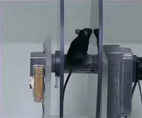 Behavior, Brain, and Neuroscience Methods