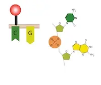 DNA Methylation and Gene Silencing