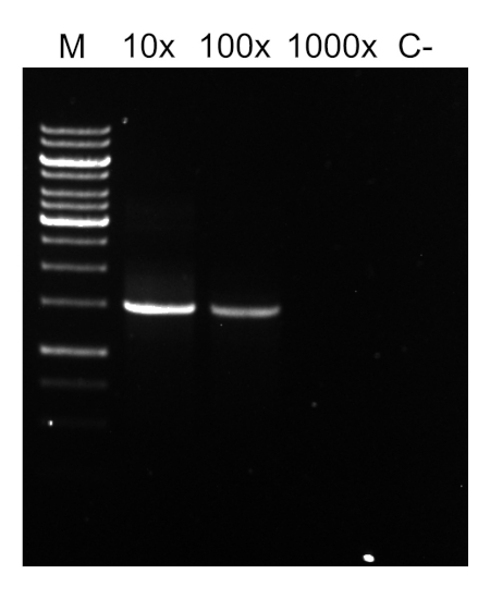 Gel electrophoresis diagram; DNA separation; bands indicate molecular weight markers.