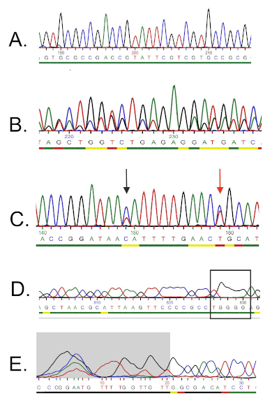 DNA sequencing chromatograms, gene mutation detection, sequence comparison, data analysis chart.