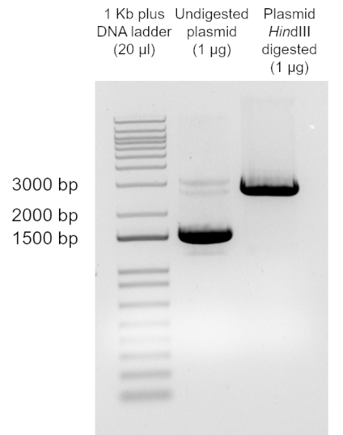 Electrophoresis gel diagram with DNA ladder, undigested and HindIII digested plasmid for size comparison.