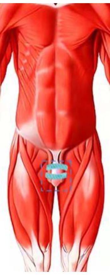 figure-results-3 Human muscular system diagram; focuses on abdominal and thigh muscles for anatomy study.