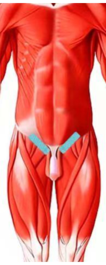 figure-results-4 Human muscular anatomy diagram showing detailed torso and leg muscles for educational use.