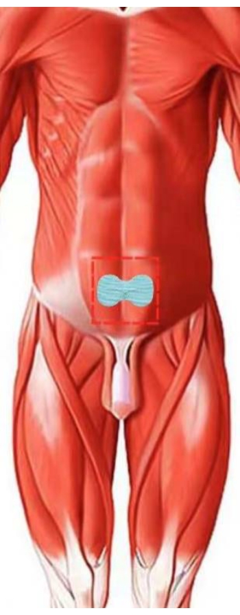 figure-results-5 Anatomy diagram, male abdominal muscles, pelvic region, educational illustration.
