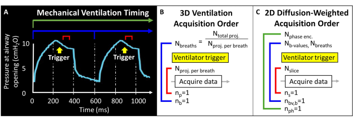 Mechanical ventilation timing graph and acquisition order diagrams for 3D and 2D imaging methods.