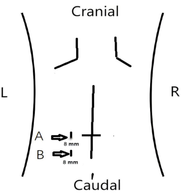 Static equilibrium diagram; anatomical axes labeled cranial, caudal, left, right; 8mm indicators.