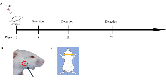 figure-results-1 A/J mice experimental timeline for NNK injection with tumor detection points; anatomical diagram.